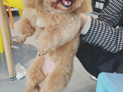 -牧马人宠物医院