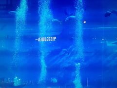 -迪拜水族馆及水下动物园