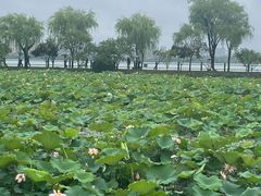 -无锡蠡湖国家湿地公园-蠡园