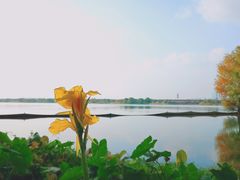 -贡湖湾湿地公园