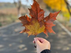 -宜兴龙背山森林公园