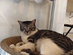 -坊间咖啡馆(贝岗店)