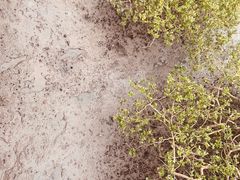 -北海金海湾红树林生态旅游区