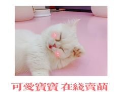 -爪爪喵星球·猫舍(前海卓越店)
