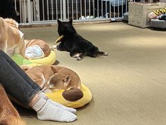 -逗柴咖啡屋·狗咖猫咖宠物桌游