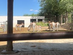 -青藏高原野生动物园