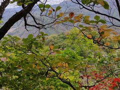 -天女山森林公园