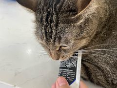 -喵园·猫主题咖啡厅·撸猫·猫咖(国贸店)