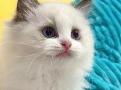 -喵zoo家庭繁育猫舍(尖东智能花园店)