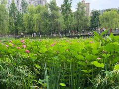 -沐仙湖湿地公园