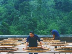 -中粮中茶·普洱茶·白茶茶叶·礼品旗舰店