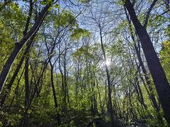 -大连天门山国家森林公园