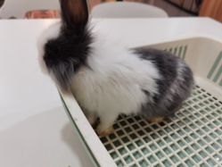 -Moni星球萌宠·小马宝莉·灵蛇·高端高阶全萌宠互动体验俱乐部(红豆国际广场店)