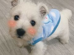 -翊宠yipet猫狗购宠庄园犬舍•猫舍