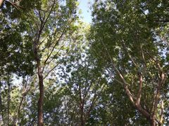 -大兴滨河森林公园