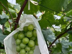 -马陆小张葡萄园农家乐