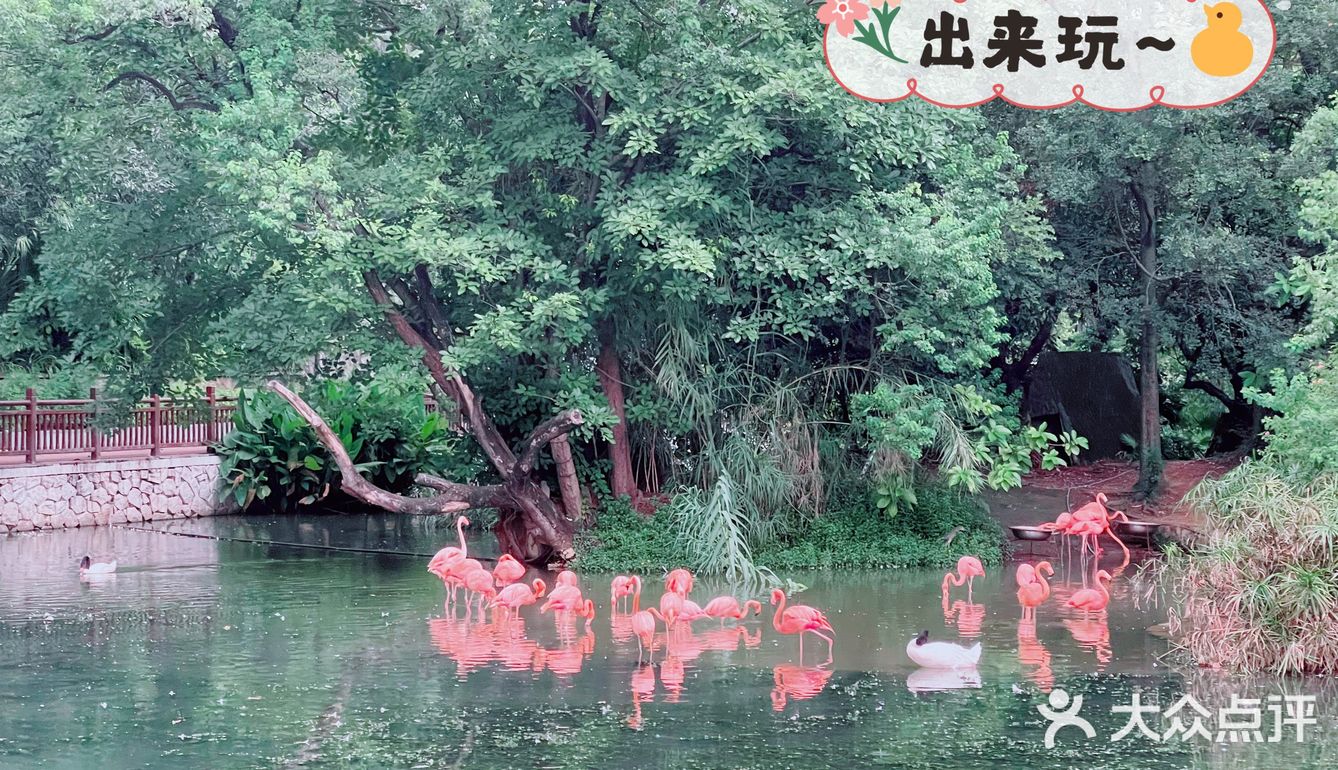 广州动物园20元门票，超抵，还要什么长隆野生动物园！