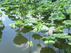 -荷塘月色湿地公园·向阳花洲