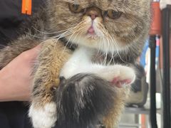 -车接车送·寄养洗护·德文猫舍(大宁店)