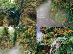 -深圳仙湖植物园