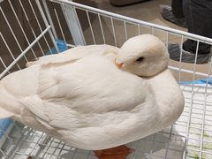 -怪兽屋·羊驼·猫咖·狗咖(俊华广场店)