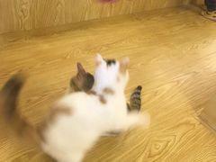 -萌喵宠狗爱心宠咖