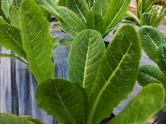 -Ohkajhu Organic Farm Sansai