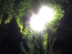 -武汉两江游览·夜游长江(汉口粤汉码头)