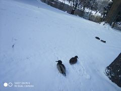 -北海道厅旧本厅舍(旧本庁舎)