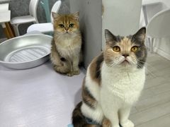 -喵的天空名猫咖啡馆·撸猫·猫舍·用品