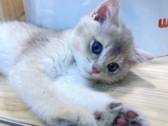 -屋虎猫馆(宝安大仟里店)