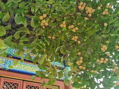 -红螺寺