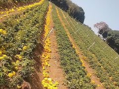 -松山湖梦幻百花洲