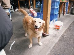 -食神又名厕所兔