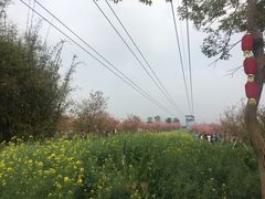 -天适樱花悠乐园