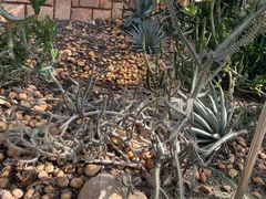 -北京植物园-展览温室