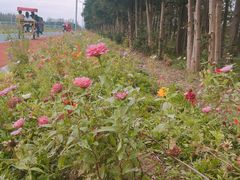 -上海长兴岛郊野公园