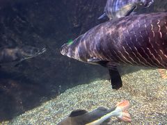 -太平洋海底世界