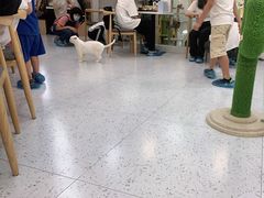 -喵园·猫主题咖啡厅·撸猫·猫咖(国贸店)