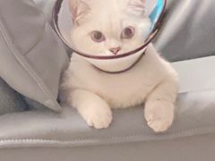 -lincat·猫舍(广州店)