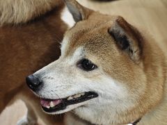 -是阿柴呀！柴犬咖啡·爱喵喵猫咖