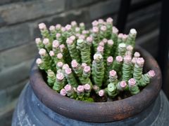 -大良毋米粥 · 粥底火锅(岭南天地店)
