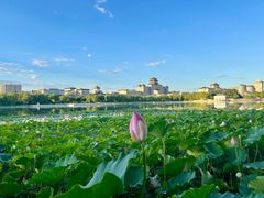 -莲花池公园