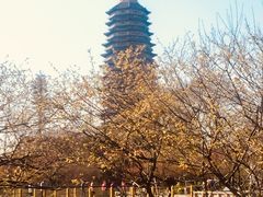 -红梅公园