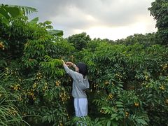 -从化深英荔枝黄皮龙眼采摘园