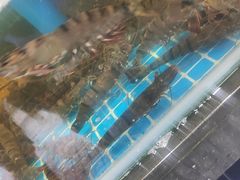 -海棠湾洲际-涛·海底餐厅·美人鱼·自助餐·海底隧道