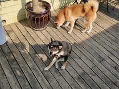 -喜柴咖啡·柴犬狗咖
