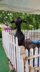 -萌宠亲子动物乐园(槐房万达店)