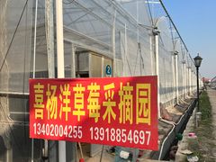 -喜杨洋草莓采摘园