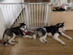 -Husky Go! 哈士奇体验馆·宠物咖啡厅狗咖